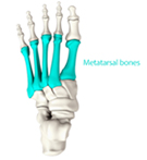 Fore Foot Bones