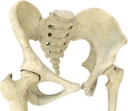 Hip Joint